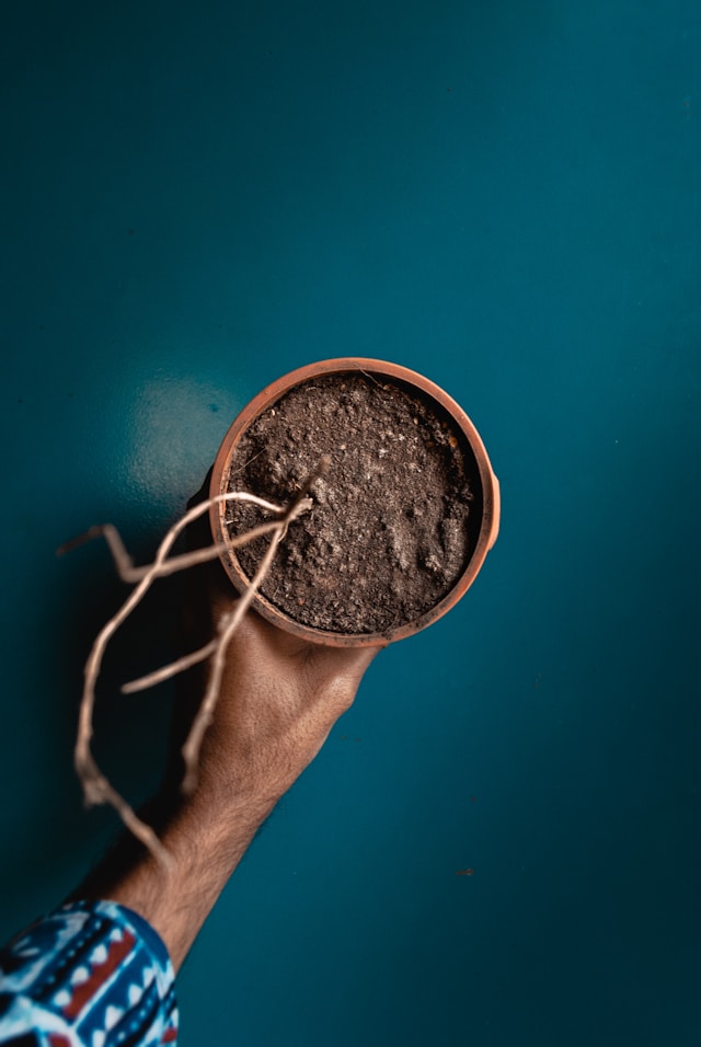 this dead plant image represnts how bad I am at gardening