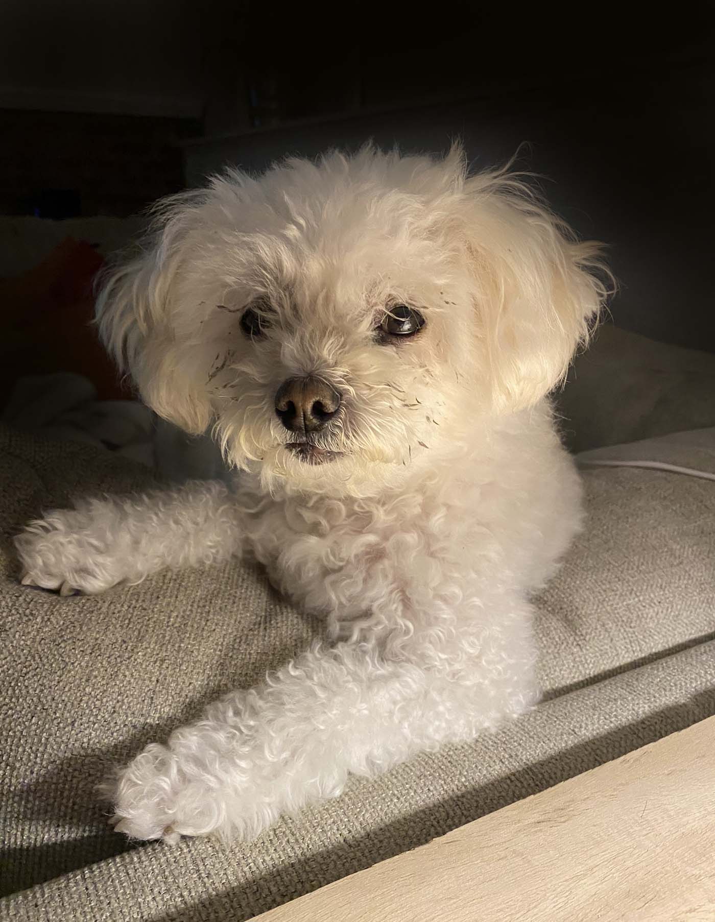 The toughest looking picture I could find of my very cute malti-poo Maple.