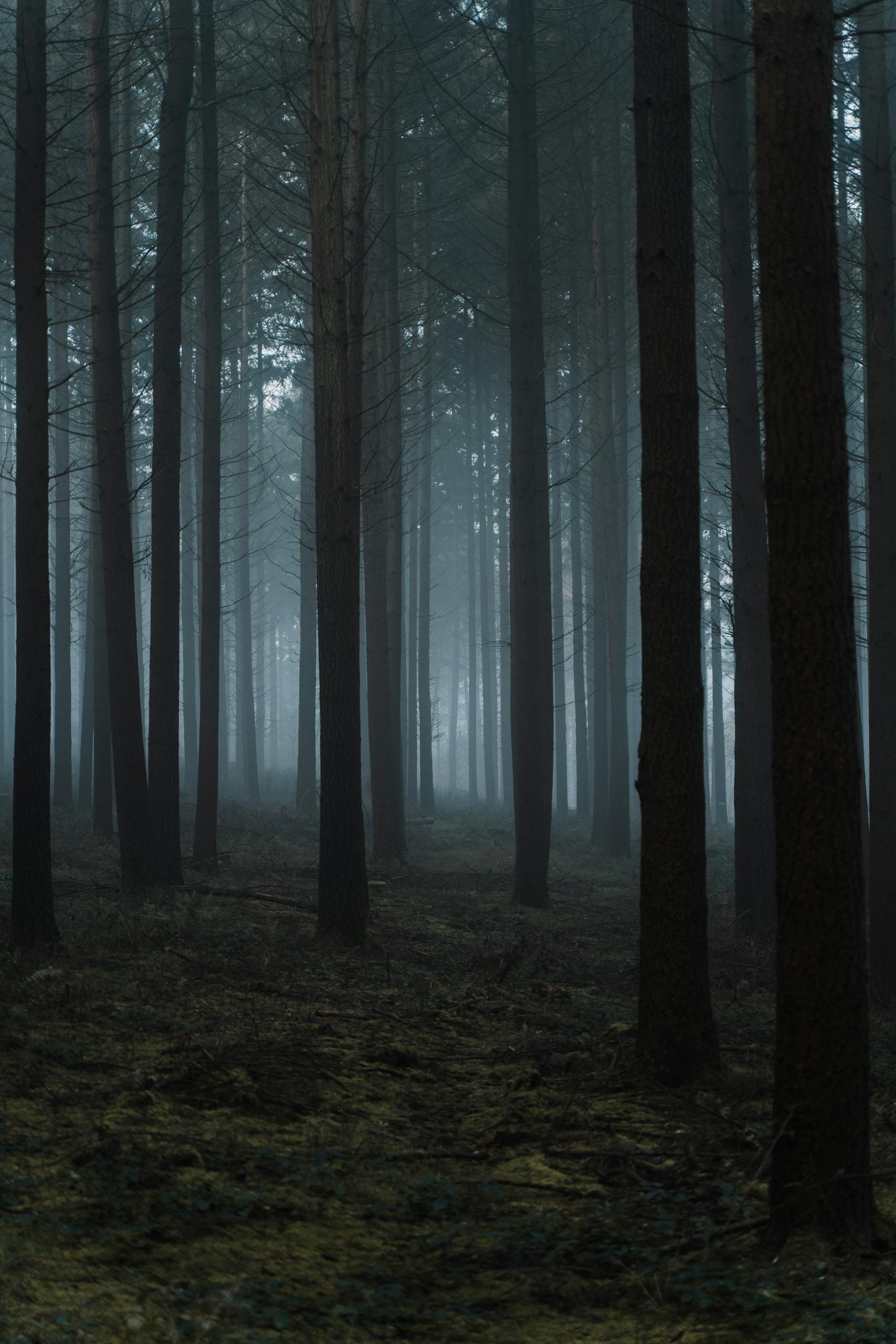 Mysterious scenery of tall trees growing in grassy forest in dark misty day