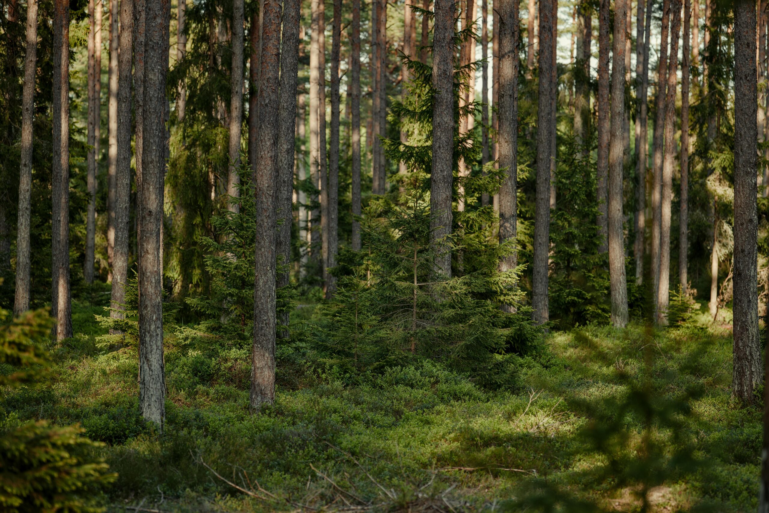 Overview of the Oxygen WordPress site building tool.