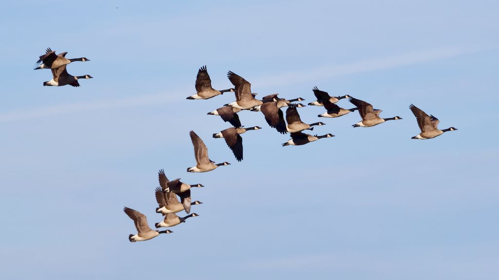 A tranquil scene of Canadian Geese flying in formation against a clear sky in Decatur, Alabama.