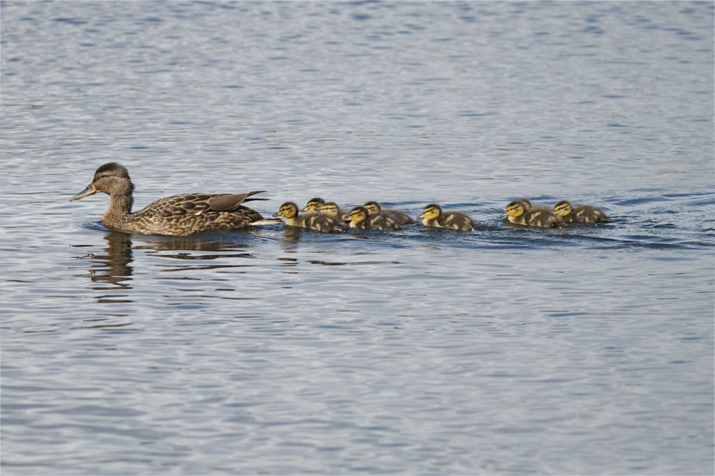 Mallard duck with ducklings swimming in a row on a tranquil body of water.