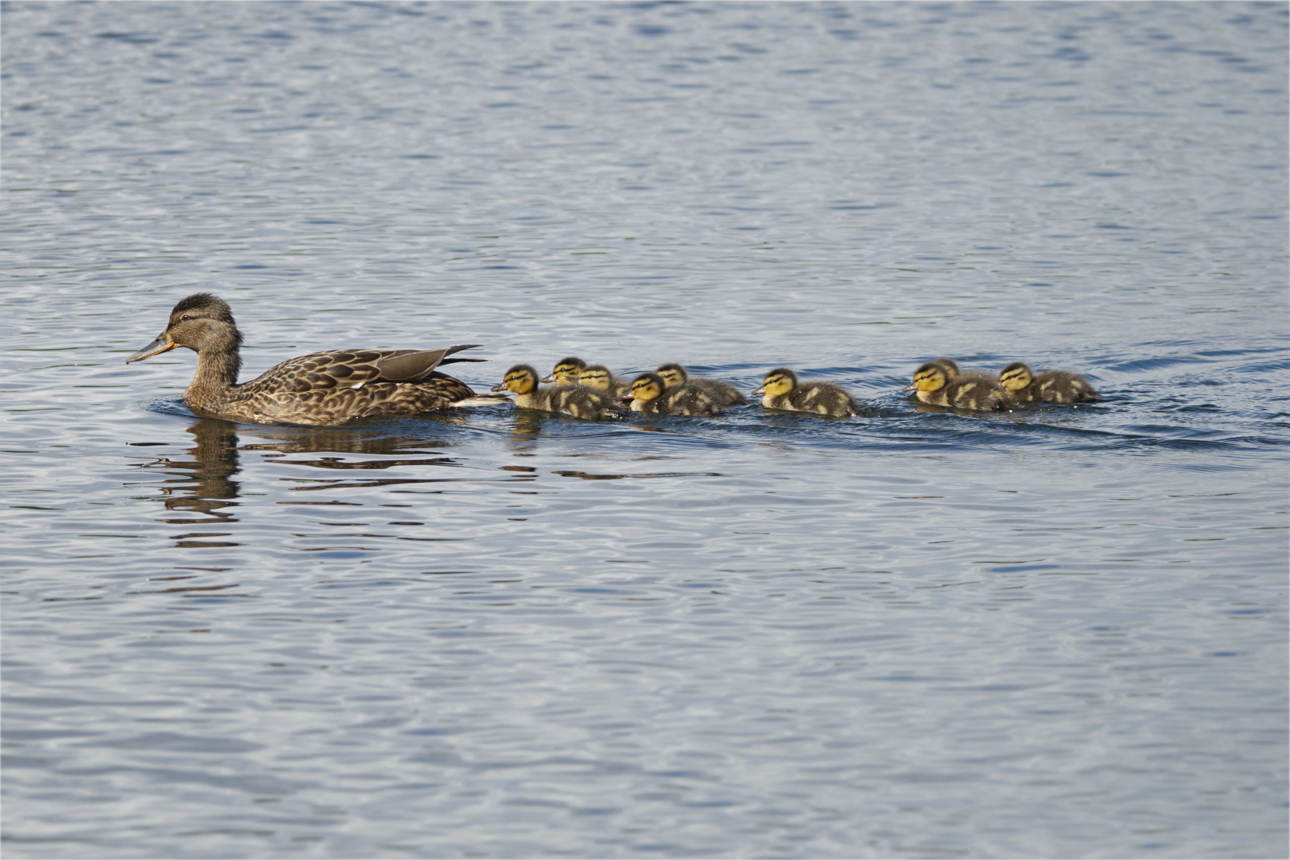 Planning a Website? Start by Getting Your Ducks in a Row