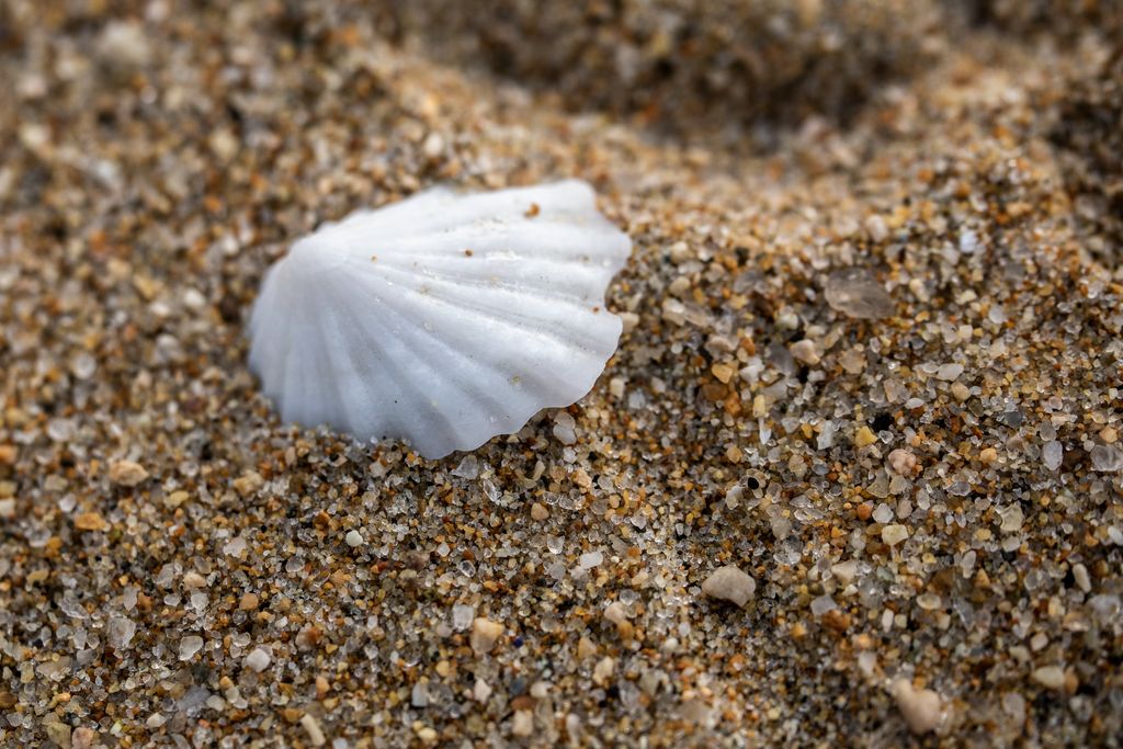 Detailed capture of a white seashell resting on gritty sand, showcasing beach textures.